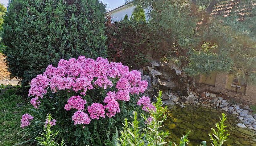 Phlox langa lac - 2025