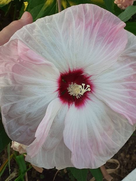  - HIBISCUS MOSCHETUOS