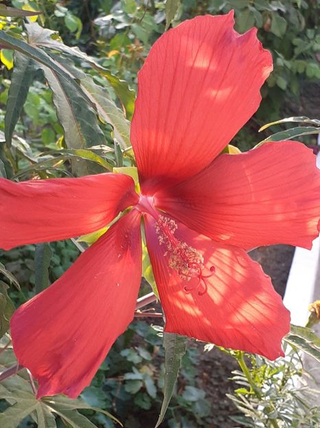  - HIBISCUS MOSCHETUOS