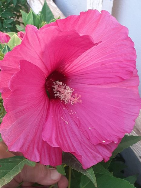  - HIBISCUS MOSCHETUOS