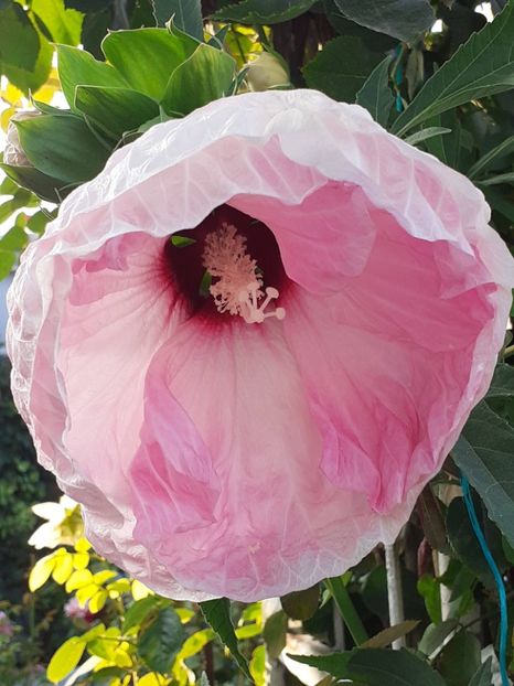  - HIBISCUS MOSCHETUOS