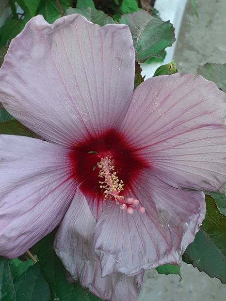  - HIBISCUS MOSCHETUOS