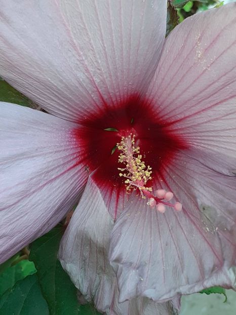  - HIBISCUS MOSCHETUOS