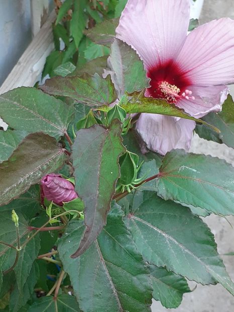  - HIBISCUS MOSCHETUOS