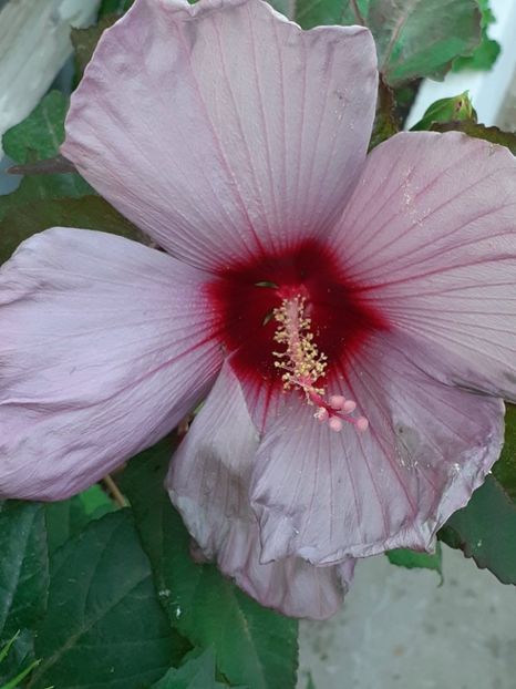  - HIBISCUS MOSCHETUOS