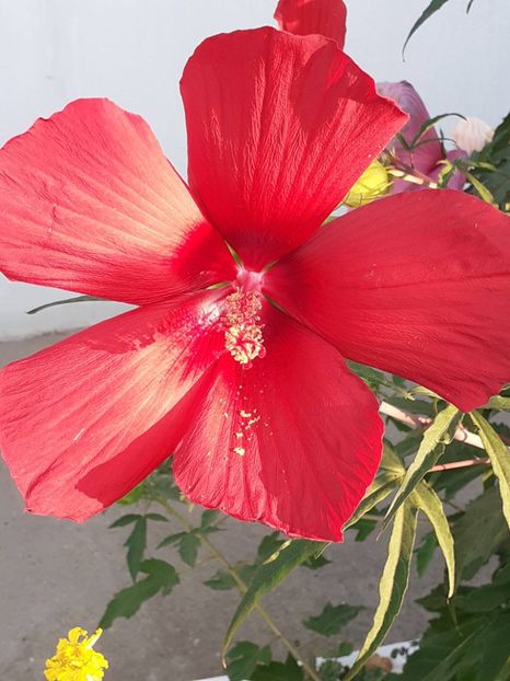  - HIBISCUS MOSCHETUOS