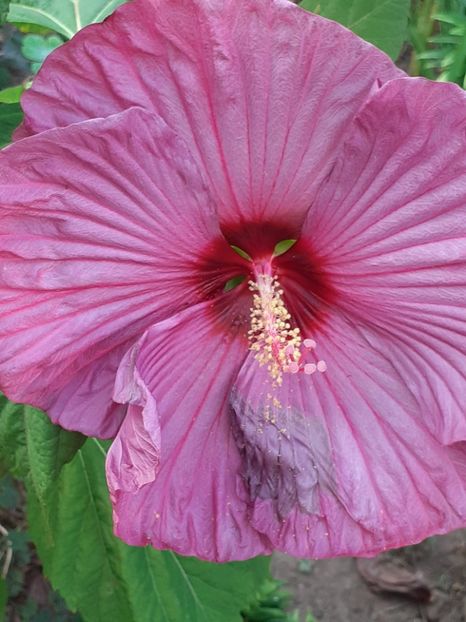  - HIBISCUS MOSCHETUOS