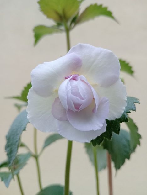 2025 - BriDs Aphrodite