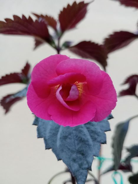 BriDs Nina - - - - 2025