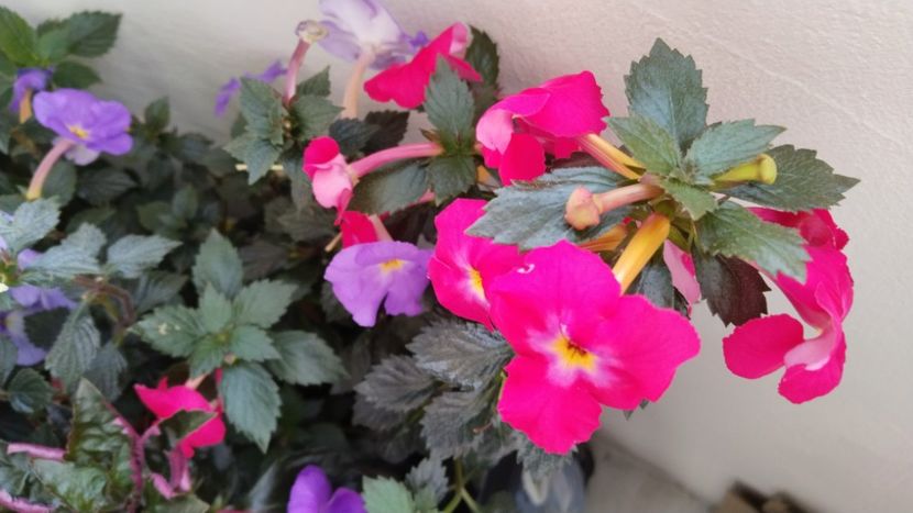  - 2025-BriD s ANNIKA