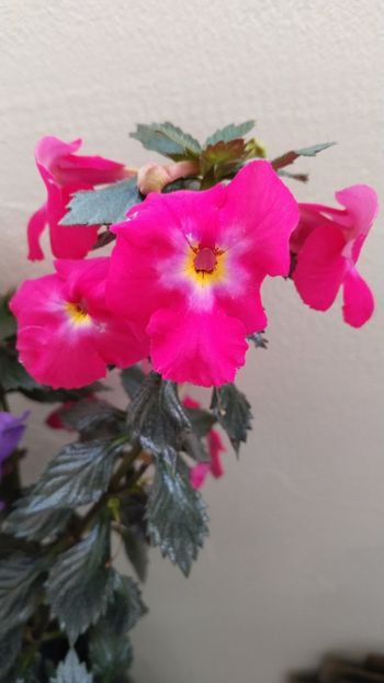  - 2025-BriD s ANNIKA