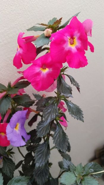  - 2025-BriD s ANNIKA