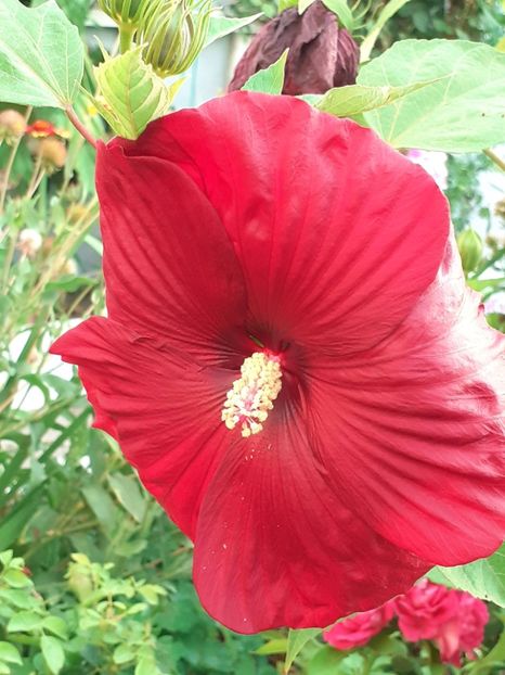  - HIBISCUS MOSCHETUOS