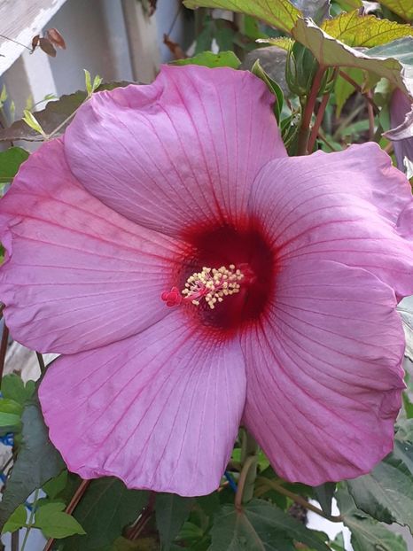  - HIBISCUS MOSCHETUOS