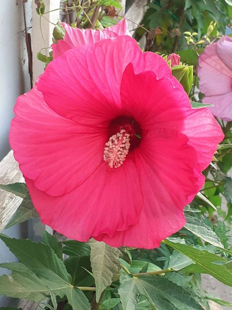  - HIBISCUS MOSCHETUOS