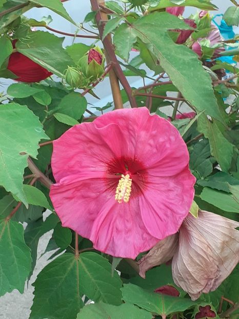  - HIBISCUS MOSCHETUOS