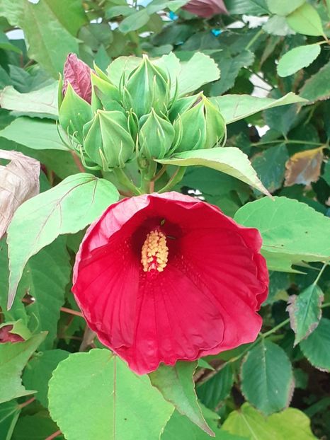  - HIBISCUS MOSCHETUOS