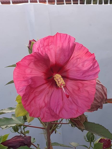  - HIBISCUS MOSCHETUOS