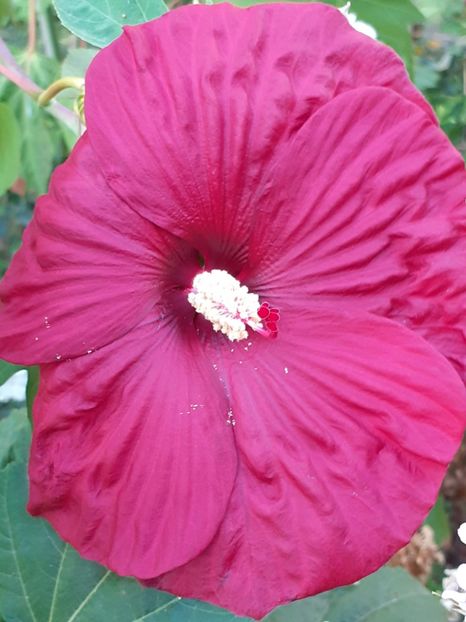  - HIBISCUS MOSCHETUOS