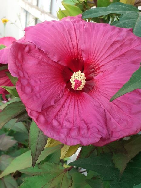 20250805_064709(0) - HIBISCUS MOSCHETUOS