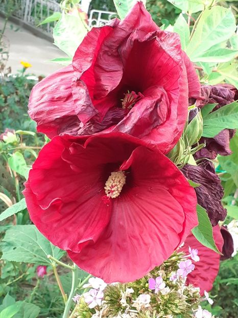  - HIBISCUS MOSCHETUOS