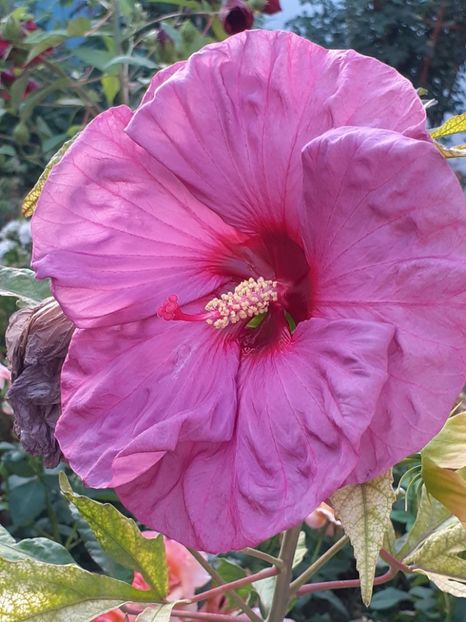  - HIBISCUS MOSCHETUOS