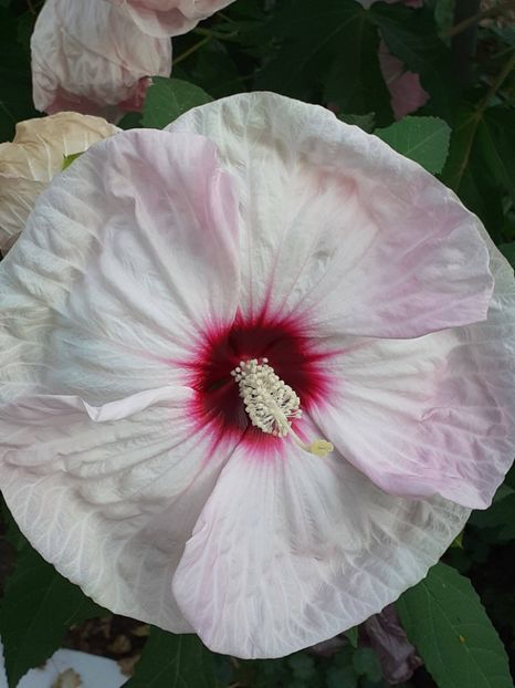 20250805_064942(0) - HIBISCUS MOSCHETUOS