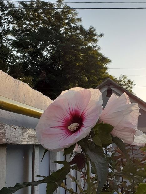  - HIBISCUS MOSCHETUOS