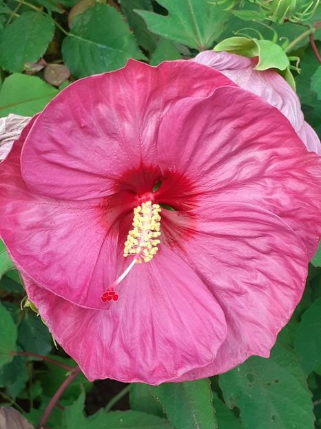  - HIBISCUS MOSCHETUOS