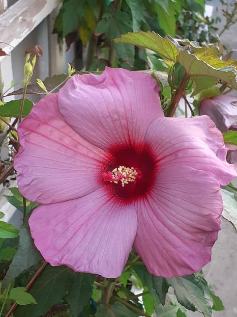  - HIBISCUS MOSCHETUOS