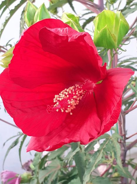  - HIBISCUS MOSCHETUOS