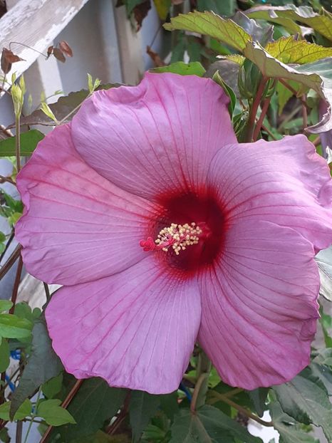  - HIBISCUS MOSCHETUOS