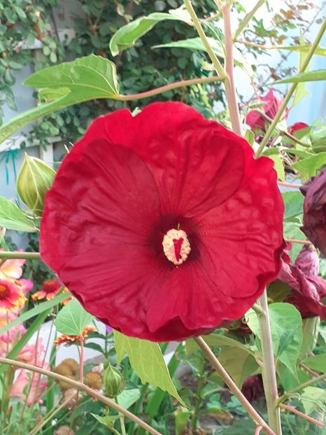  - HIBISCUS MOSCHETUOS