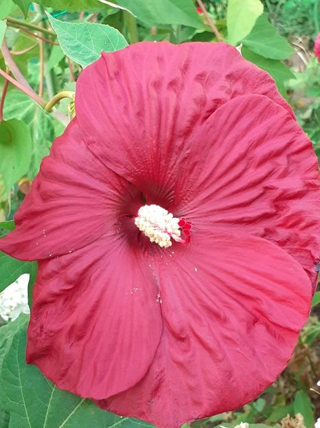  - HIBISCUS MOSCHETUOS