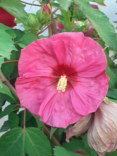  - HIBISCUS MOSCHETUOS