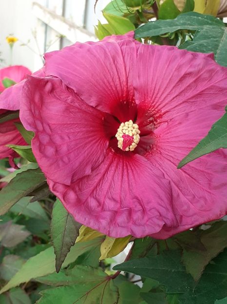  - HIBISCUS MOSCHETUOS