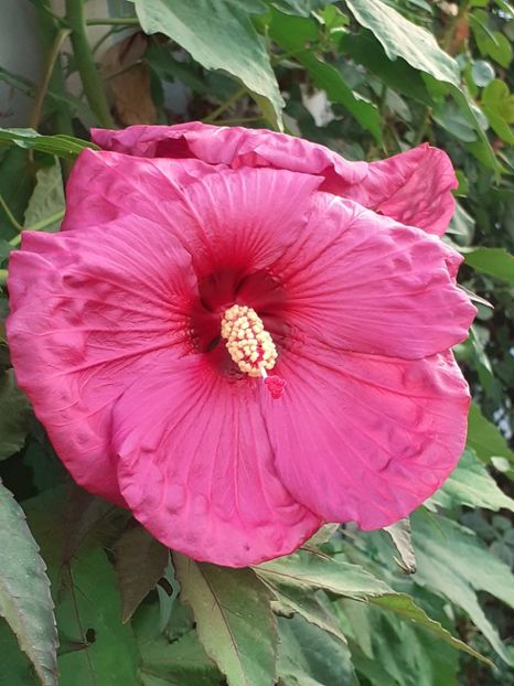  - HIBISCUS MOSCHETUOS