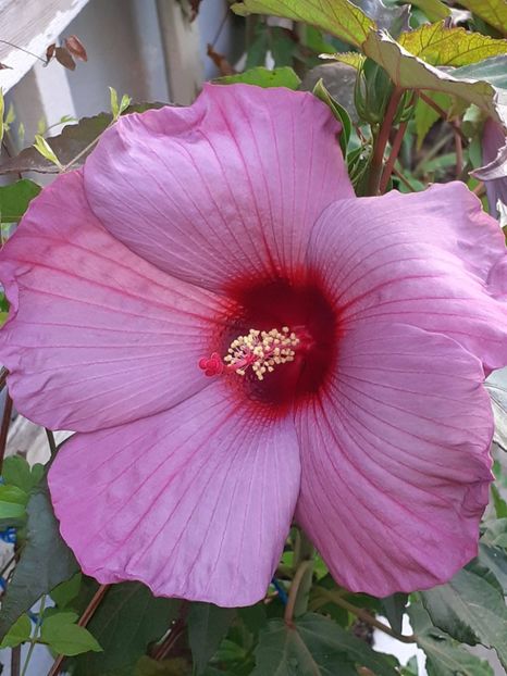 20250805_064607(0) - HIBISCUS MOSCHETUOS