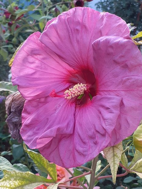  - HIBISCUS MOSCHETUOS