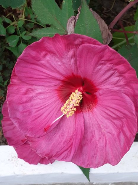  - HIBISCUS MOSCHETUOS