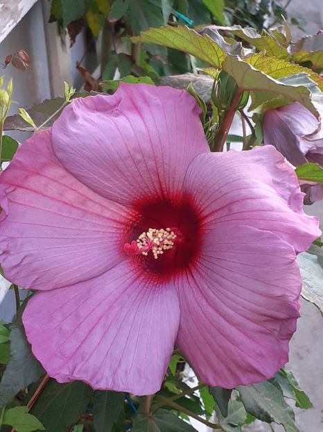  - HIBISCUS MOSCHETUOS