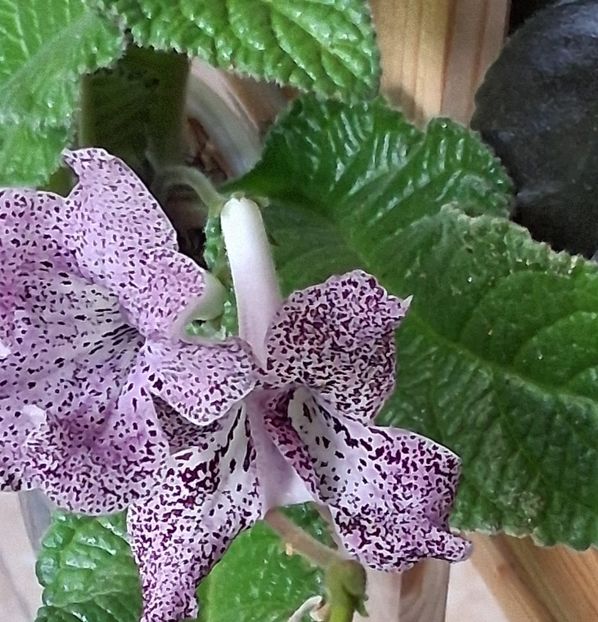  - STREPTOCARPUS