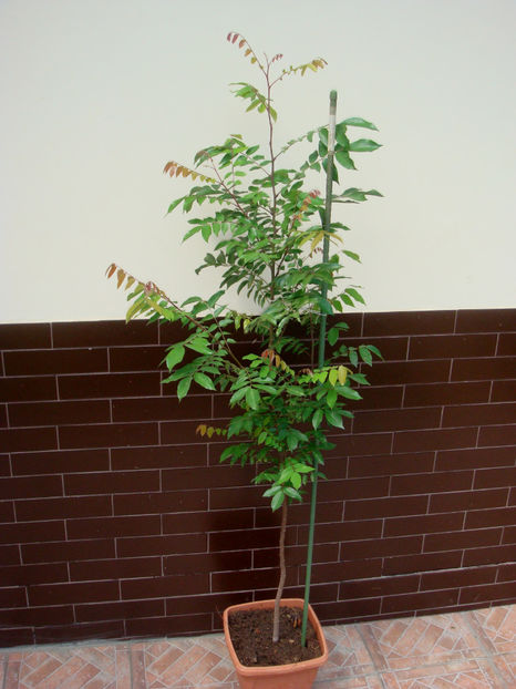 Aug. 2025 - Carambola sau fructul stea