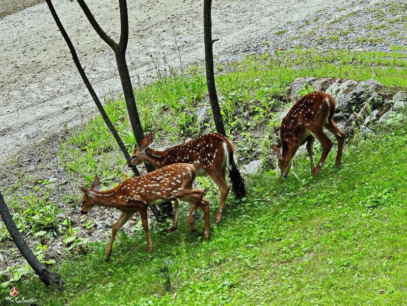 Bambi 3 - B - ANIMALS