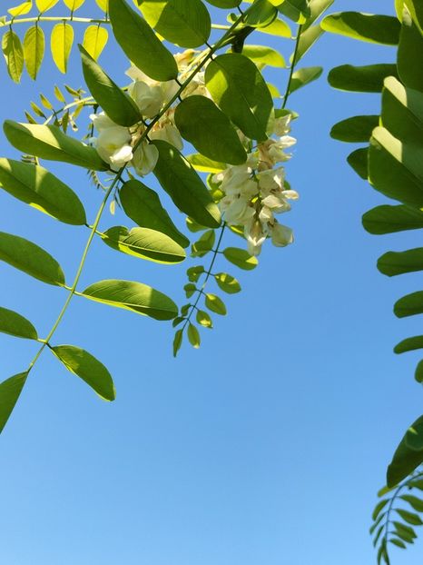 IMG20250805163419 - vara 2025