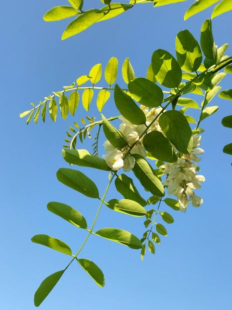 IMG20250805163412 - vara 2025