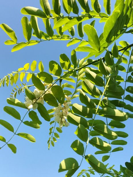 IMG20250805163408 - vara 2025