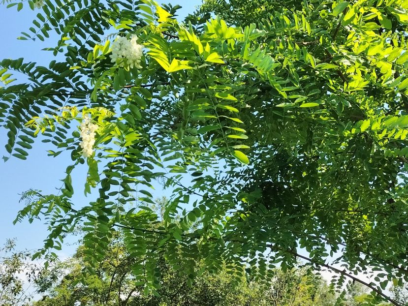 IMG20250805163311 - vara 2025