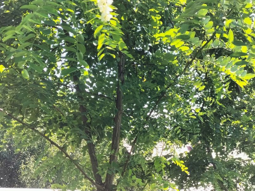 IMG20250805163243 - vara 2025