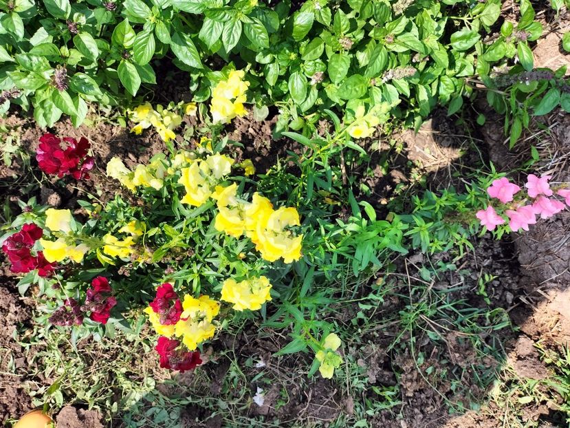 IMG20250805110702 - vara 2025